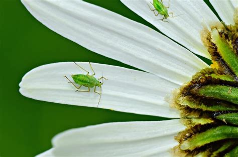 How to Identify White Aphids and Control Infestations