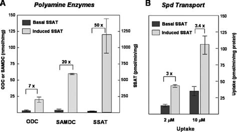 Compensatory Increases In Polyamine Biosynthetic Enzymes And Uptake