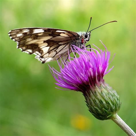 Borboleta Branca Marmorizada Flor Foto Gratuita No Pixabay Pixabay