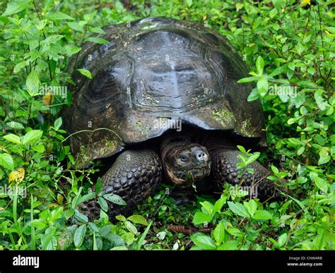 Galapagos Giant Tortoise Geochelone Elephantopus Geochelone Nigra