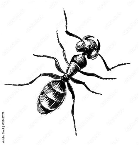 Black ant Stock Illustration | Adobe Stock