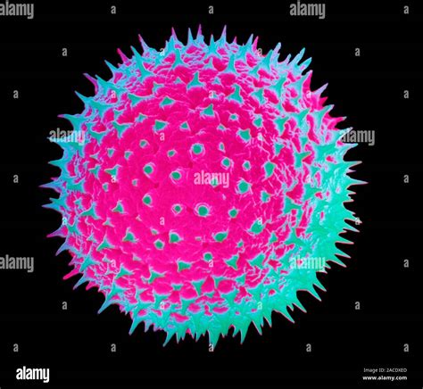 Mallow Pollen Coloured Scanning Electron Micro Graph Sem Of A