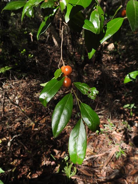 Petalostigma Triloculare From Tuan Forest QLD 4650 Australia On May 25