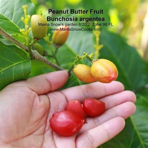 Buying & Growing Peanut Butter Fruit Tree – Mama Snow Cooks and More