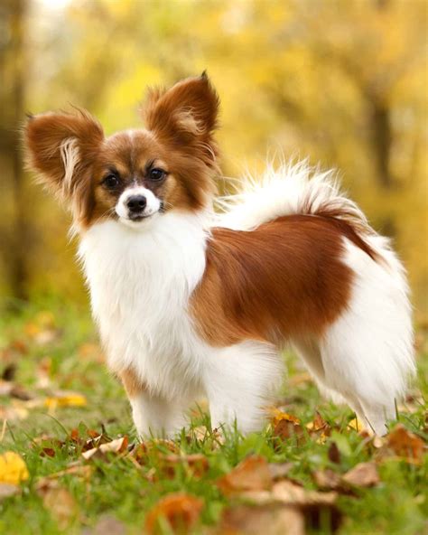 15 Papillon Colors & Markings (With Pictures)