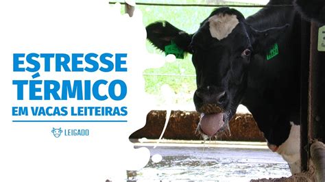 Estresse Térmico em Vacas Leiteiras YouTube