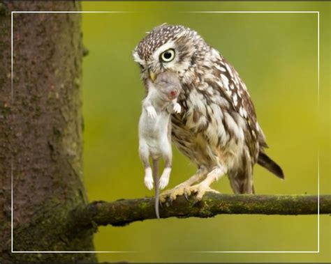 Atasi Hama Tikus Pemkab Klaten Kembangkan Habitat Burung Hantu