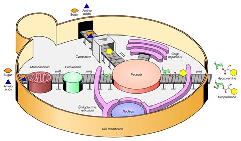 Engineers Genetically Reprogram Yeast Cells to Become Microscopic Drug Factories