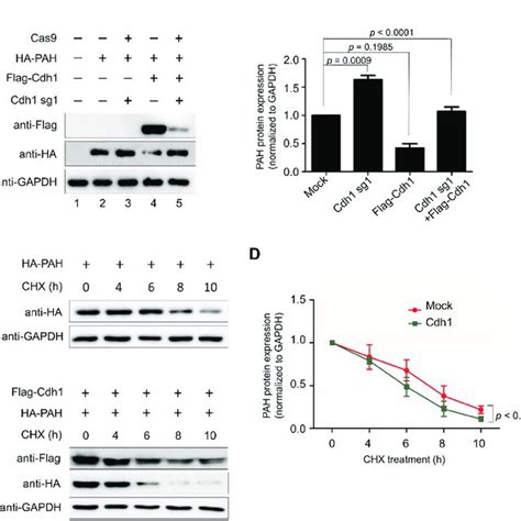 Apc C Cdh Declines Pah Protein Half Life A Ha Pah Protein