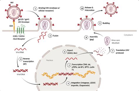 Hiv Replication Cycle The Replication Cycle Involves Several