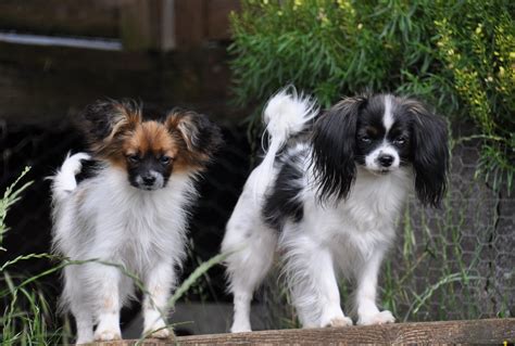 Roads End Papillons Available Papillon Available Phalene