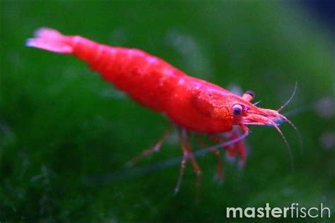 Red Shrimp Sakura Neocaridina Davidi Var Red Cherry Masterfisch