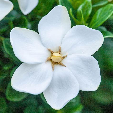 6 Petal White Flower Flower