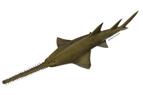 Largetooth Sawfish | NOAA Fisheries