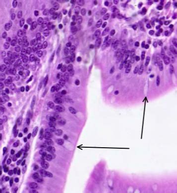 Histologia TeSaKu Flashcards Quizlet