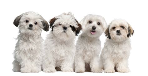 Cute Maltese Shih Tzu