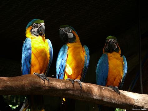 Parque das Aves em Foz do Iguaçu Birds Park in Foz do Iguaçu