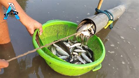 Amazing Fishing How To Make A Very Simple Fish Trap Easy Fish Trap