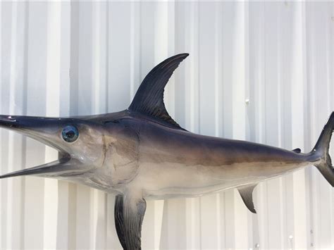 76 Inch Broadbill Swordfish Fish Mount Replica Reproduction For Sale