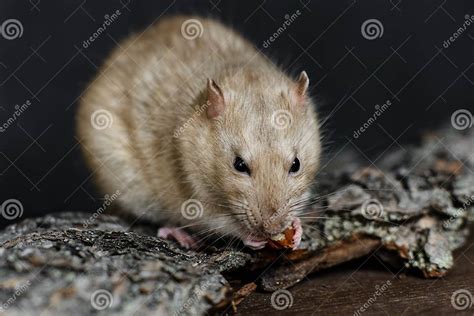 Grey Fancy Rat Eating Nut On Dark Background Stock Image Image Of