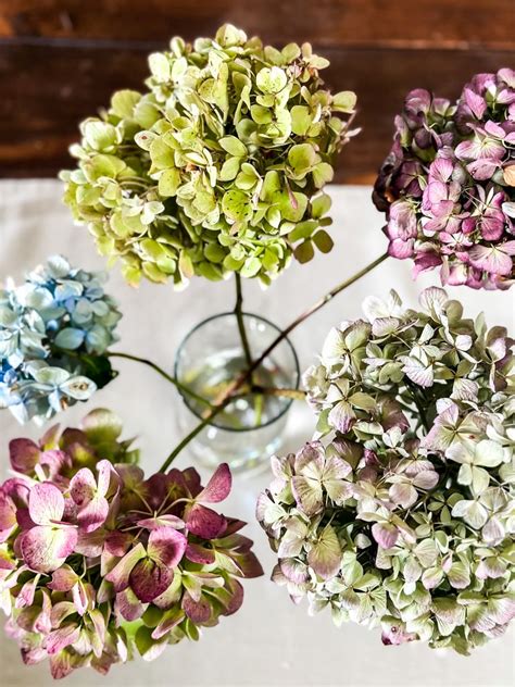 How To Dry Hydrangeas For Beginners A Step By Step Guide Cottage In