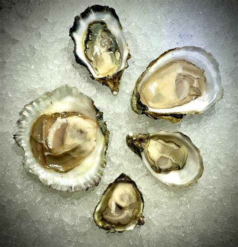 Empire Oyster - ALL 5 Species — EMPIRE OYSTER