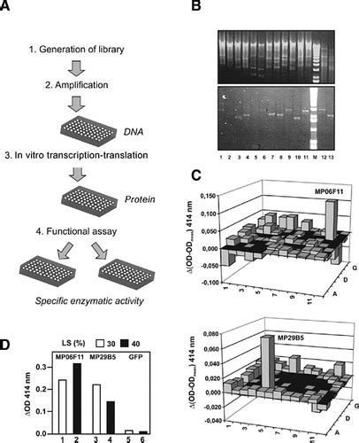 Full Article A Quick In Vitro Pathway From Prokaryotic Genomic