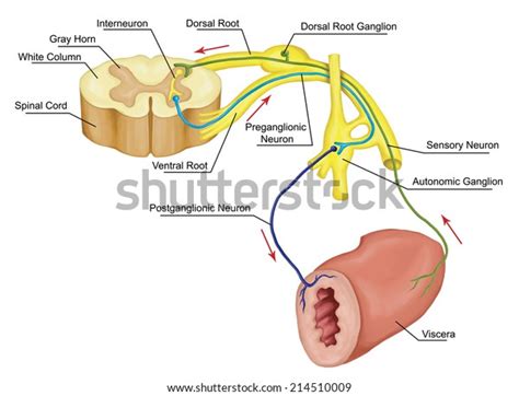 Automatic Motor Reflex Autonomic Nervous System Stock Illustration