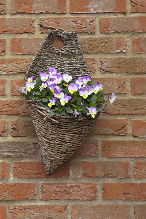 Wicker Hanging Basket Stock Photo Image Of Hanging Basket 19045392