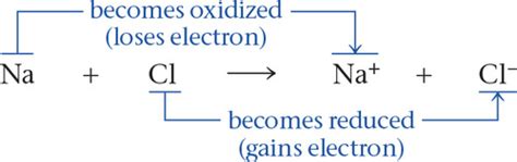 BIO 201 Chapter 9 Flashcards Quizlet