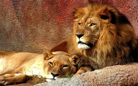 Majestic Lions Stunning Hd Wallpaper Of A Lioness And Lion