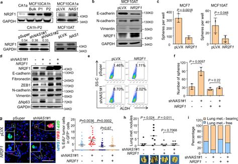 Long Non Coding Rna Nr F As Induces Breast Cancer Lung Metastatic