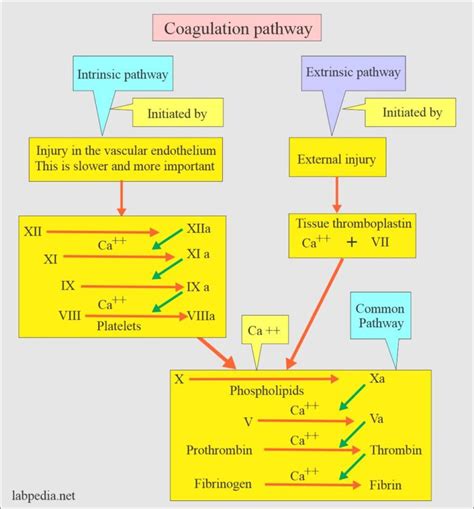 Coagulation Part 1 Blood Coagulation Process Coagulation Factors