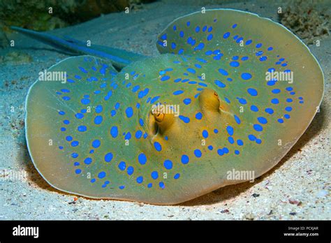 Blue spotted Stingray or Bluespotted ribbontail ray (Taeniura lymma), Hurghada, Egypt Stock ...