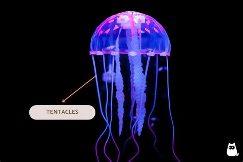 jellyfishs body exploring  unique anatomy