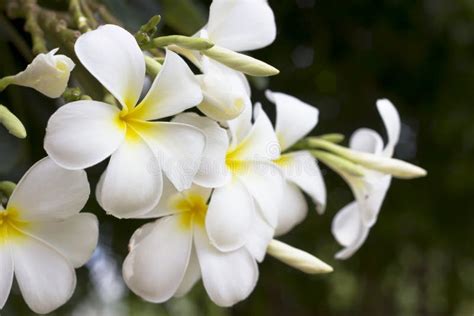 Flower In Garden Frangipani Stock Image Image Of Season Design 43590521