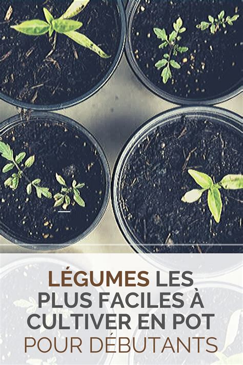 Légumes les plus faciles à cultiver en pot pour débutants Potager