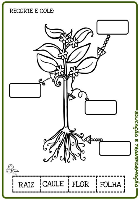 Blog Educação e Transformação Ciclo de vida das plantas Ciclo de