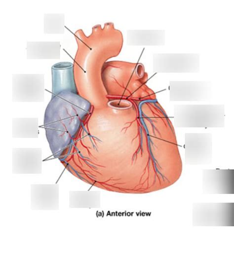 Diagram Of Coronary Circulation Anterior View Quizlet