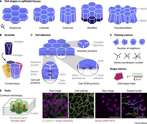 Dynamic Changes In Epithelial Cell Packing During Tissue Morphogenesis