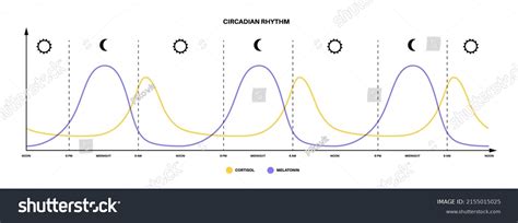 Circadian Rhythm Infographic Poster Melatonin Royalty Free Stock Vector 2155015025