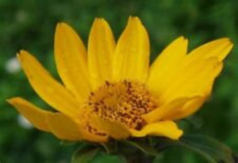 50 Heliopsis False Sunflower Seeds / Perennial / Grows Poor Soil Even Hard Clay - Etsy