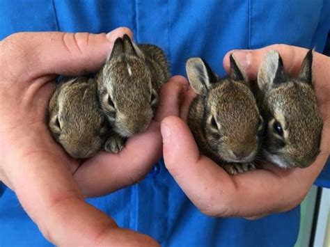 North Texas Wild Dallas Rehabber Says Wild Rabbit Rescues Multiply In