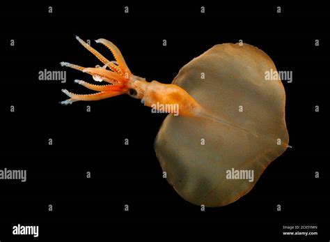 Magnapinna squid hi-res stock photography and images - Alamy