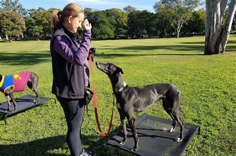 Greyhound training for pet greyhounds — Fellowship of the Paws