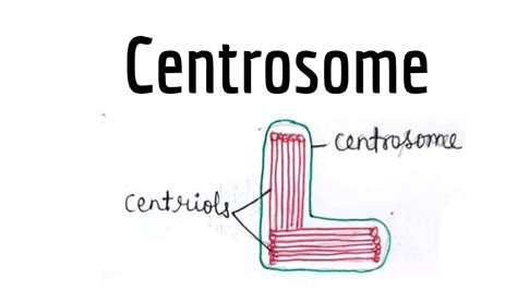 What Is Centrosome Centrioles Function Of Centrosome Youtube