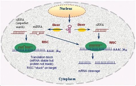 General Mechanism of RNA interference | Download Scientific Diagram