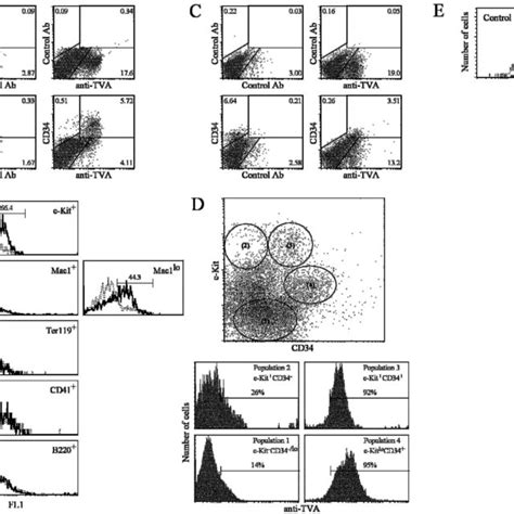 Tva Expression In Bone Marrow And Fetal Liver A Bone Marrow From 6 8 Download Scientific