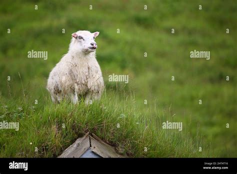 Schaf / Sheep / Ovis Stock Photo - Alamy