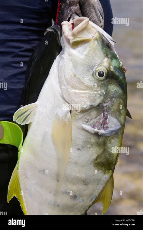 A Tuvaluan Fisherman With His Catch Stock Photo Alamy